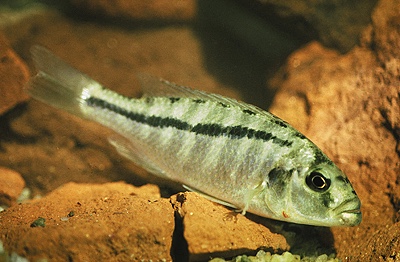 Docimodus johnstoni 'Senga Bay'